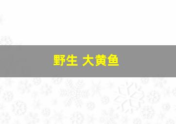 野生 大黄鱼